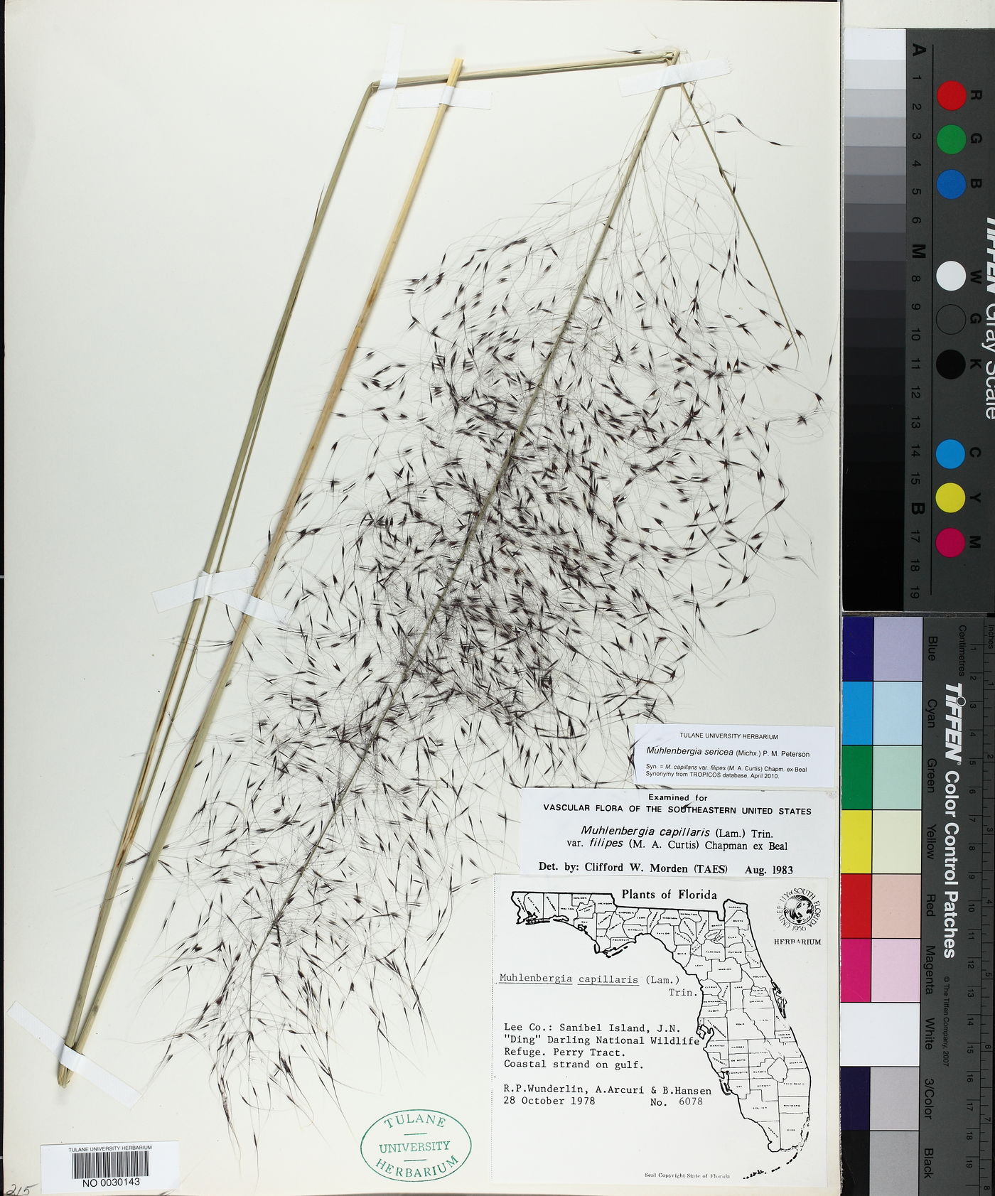 Muhlenbergia sericea image