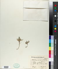 Muhlenbergia fastigiata image