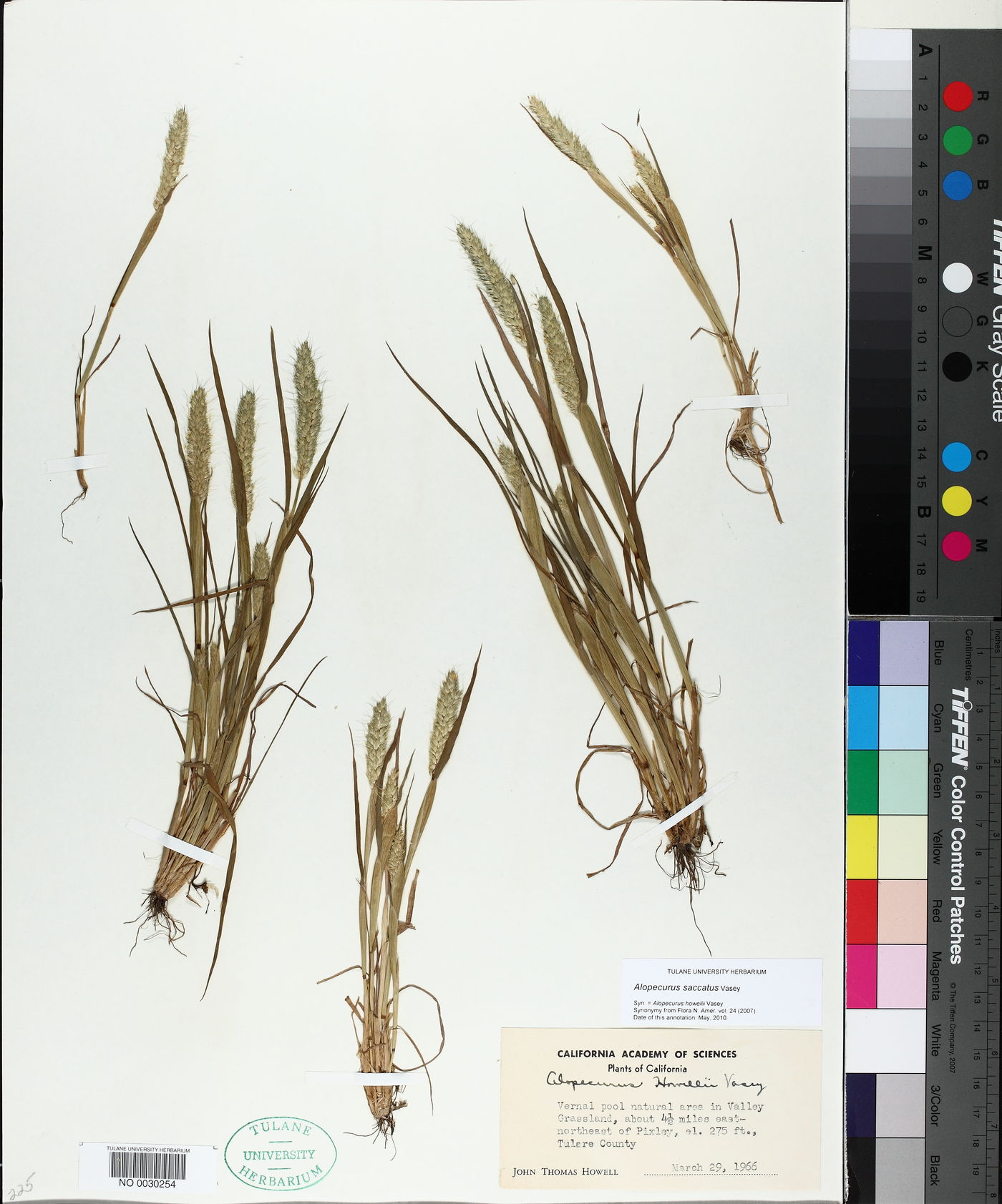 Alopecurus saccatus image