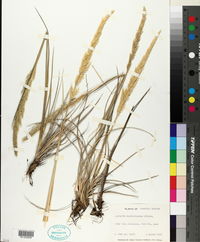 Image of Agrostis sandwicensis