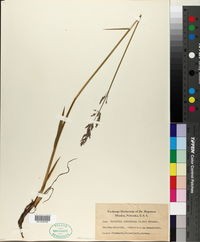 Image of Agrostis latifolia