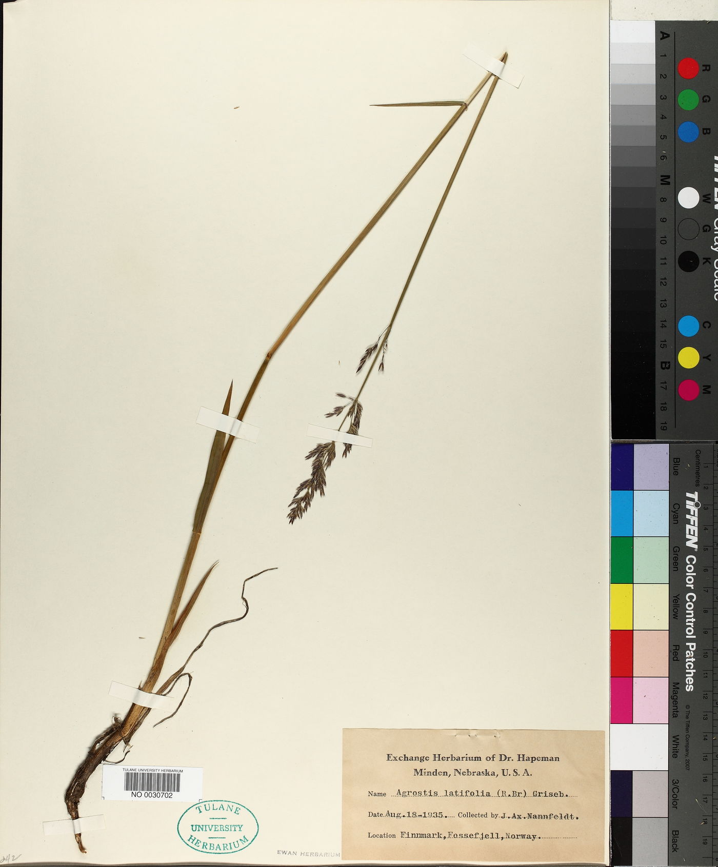 Agrostis latifolia image