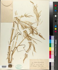 Agrostis spica-venti image