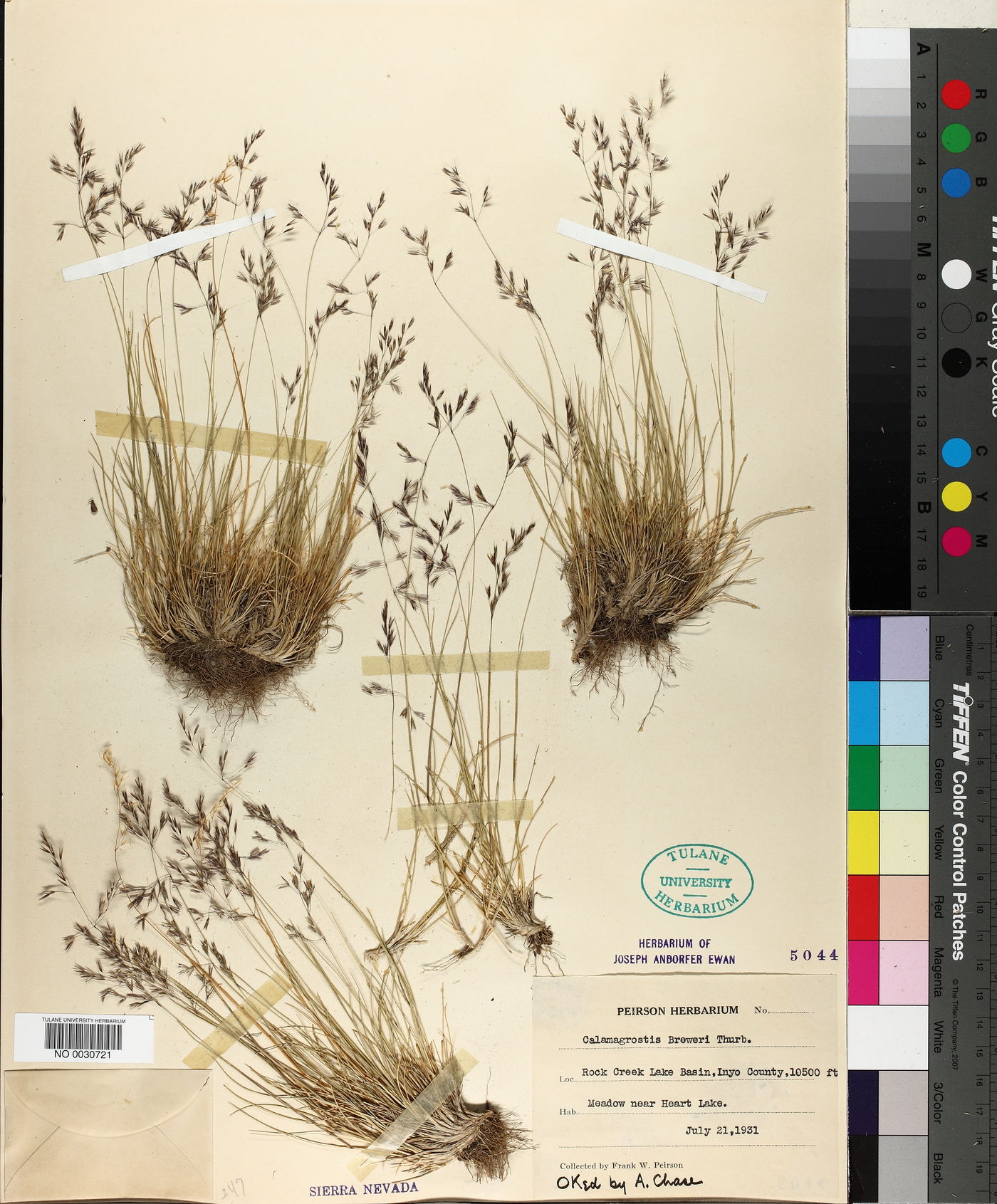 Calamagrostis breweri image