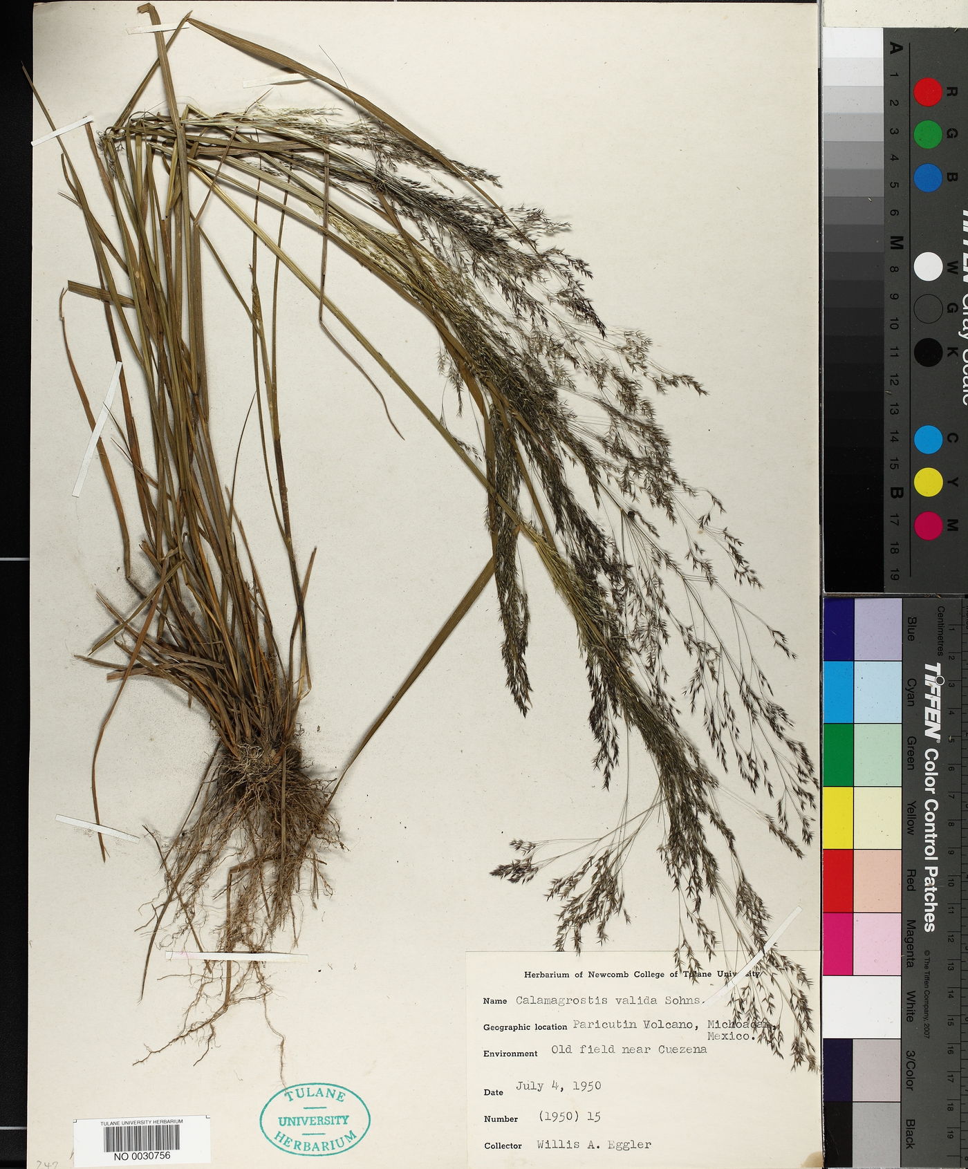 Calamagrostis valida image