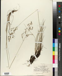 Deschampsia flexuosa image