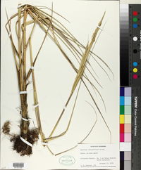 Spartina alterniflora image