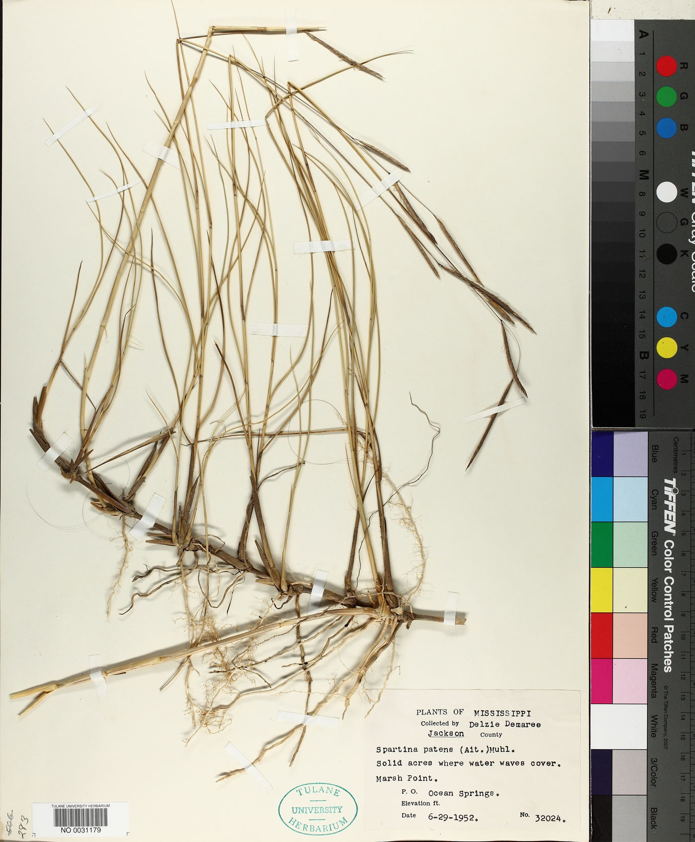 Spartina patens image