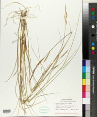 Spartina patens image