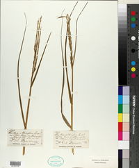 Spartina alterniflora image