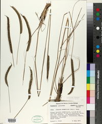 Ctenium aromaticum image