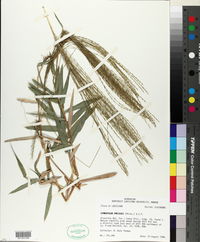 Gymnopogon ambiguus image