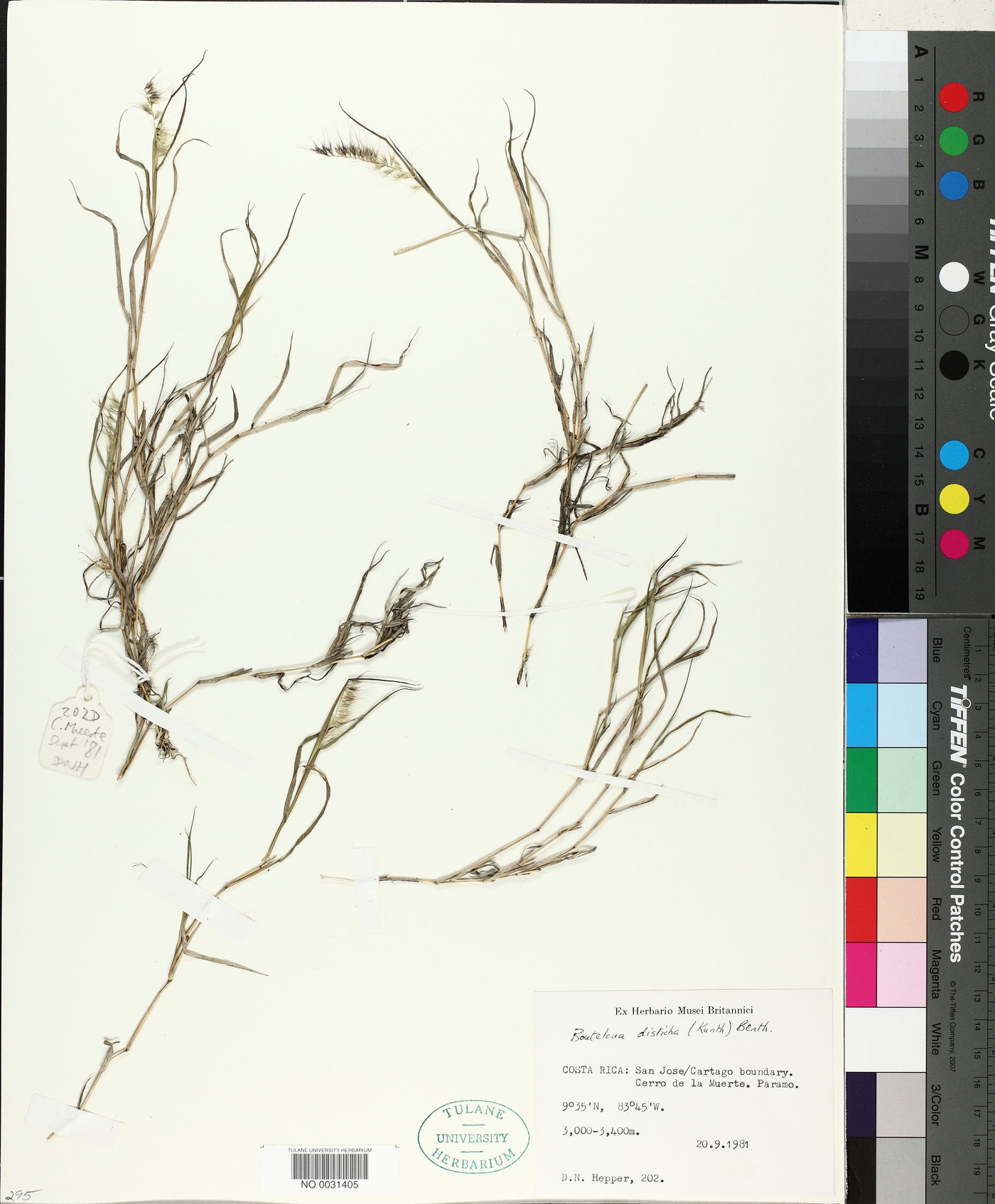 Bouteloua disticha image