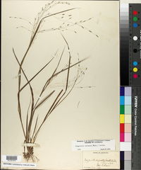 Eragrostis refracta image