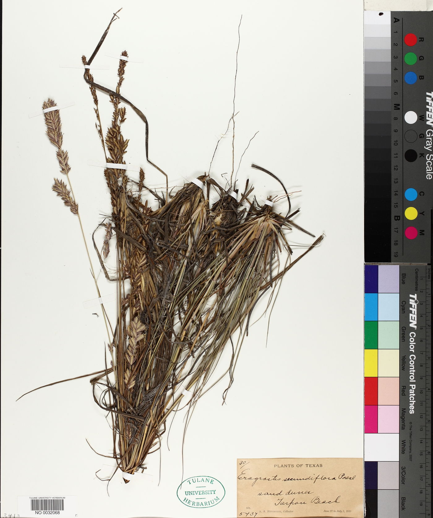 Eragrostis secundiflora image