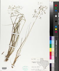 Eragrostis swallenii image