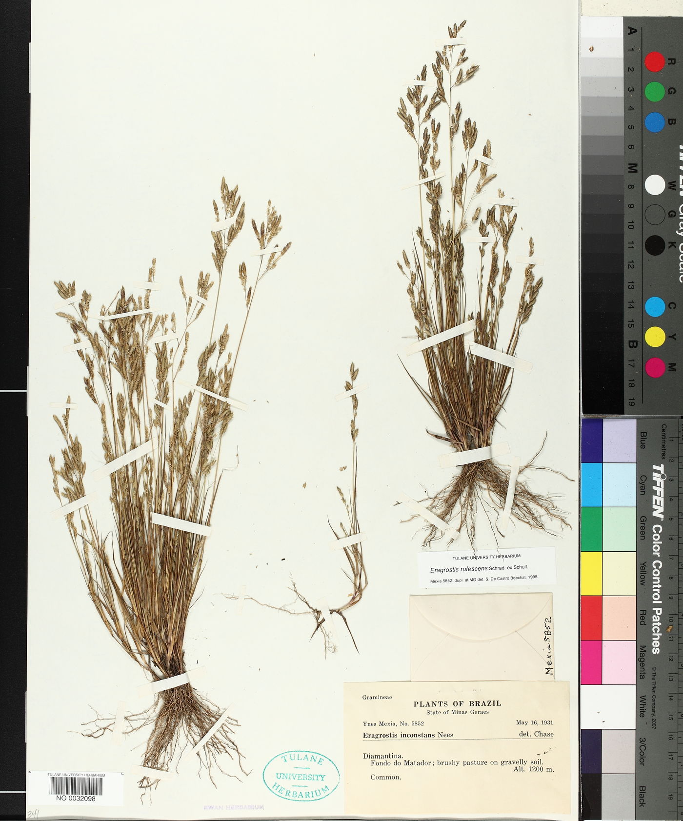 Eragrostis rufescens image