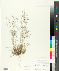 Eragrostis patula image