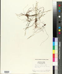 Eragrostis cubensis image