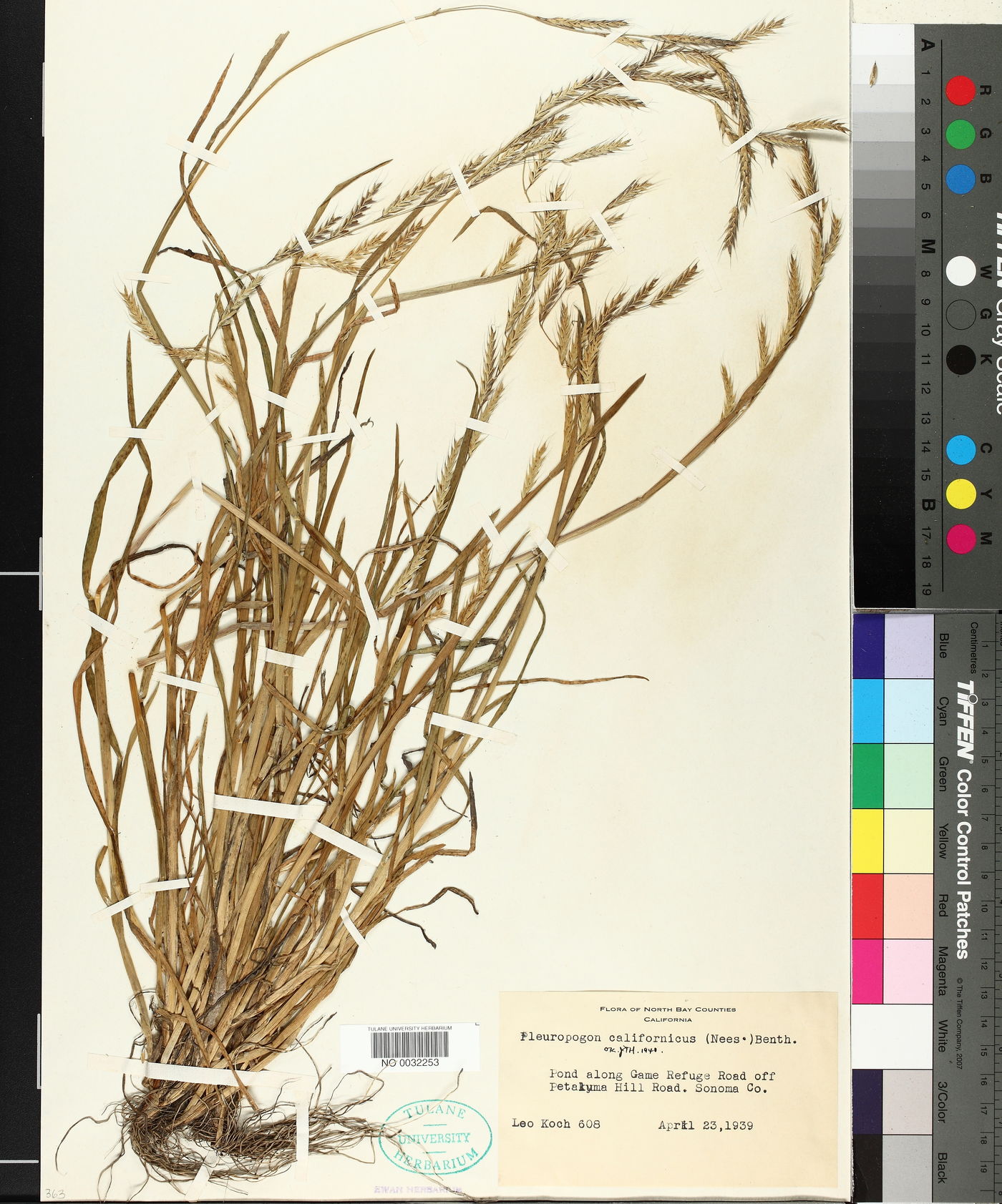 Pleuropogon californicus image