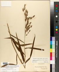 Chasmanthium latifolium image