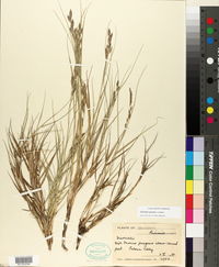 Distichlis spicata image