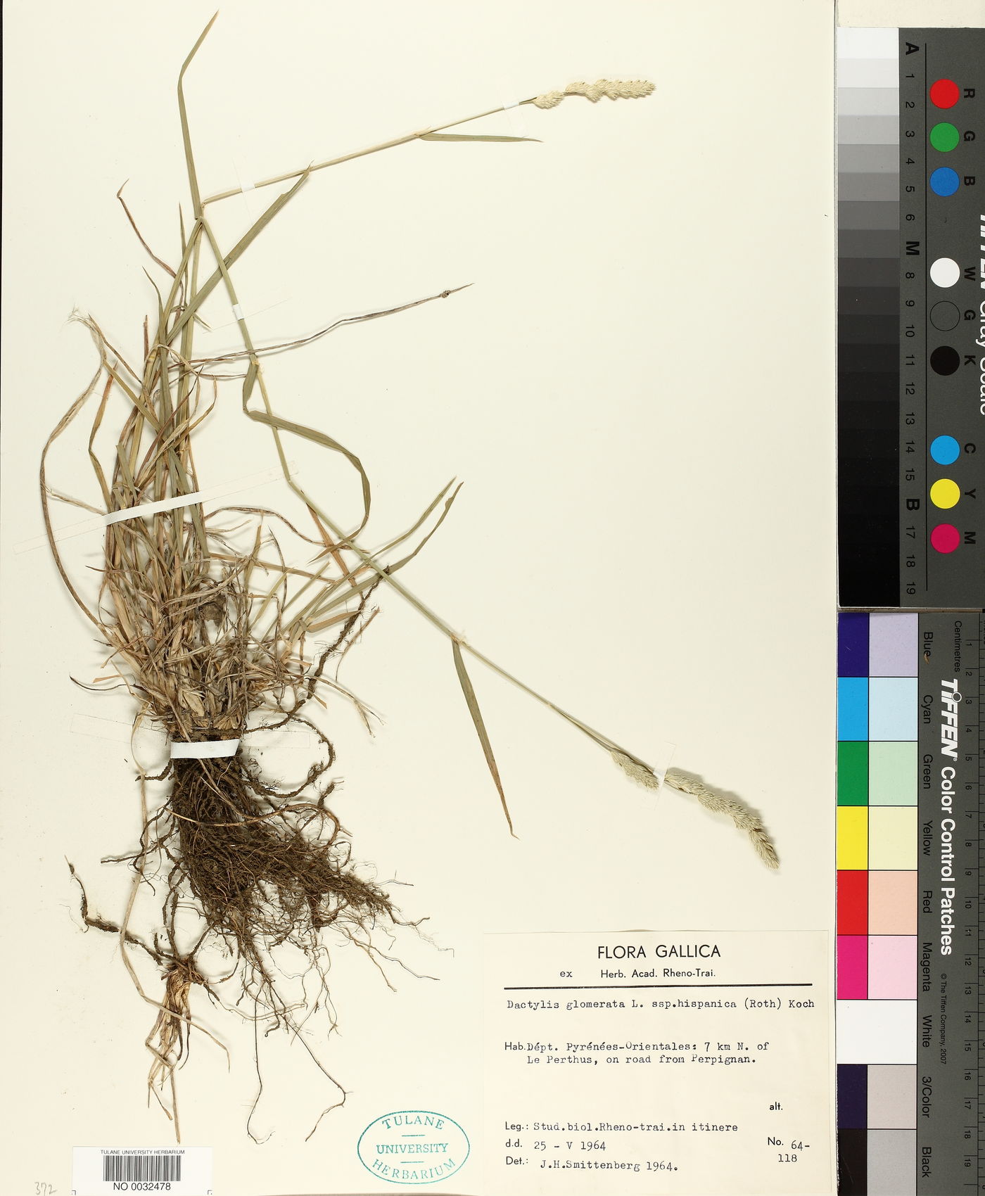Dactylis glomerata subsp. hispanica image