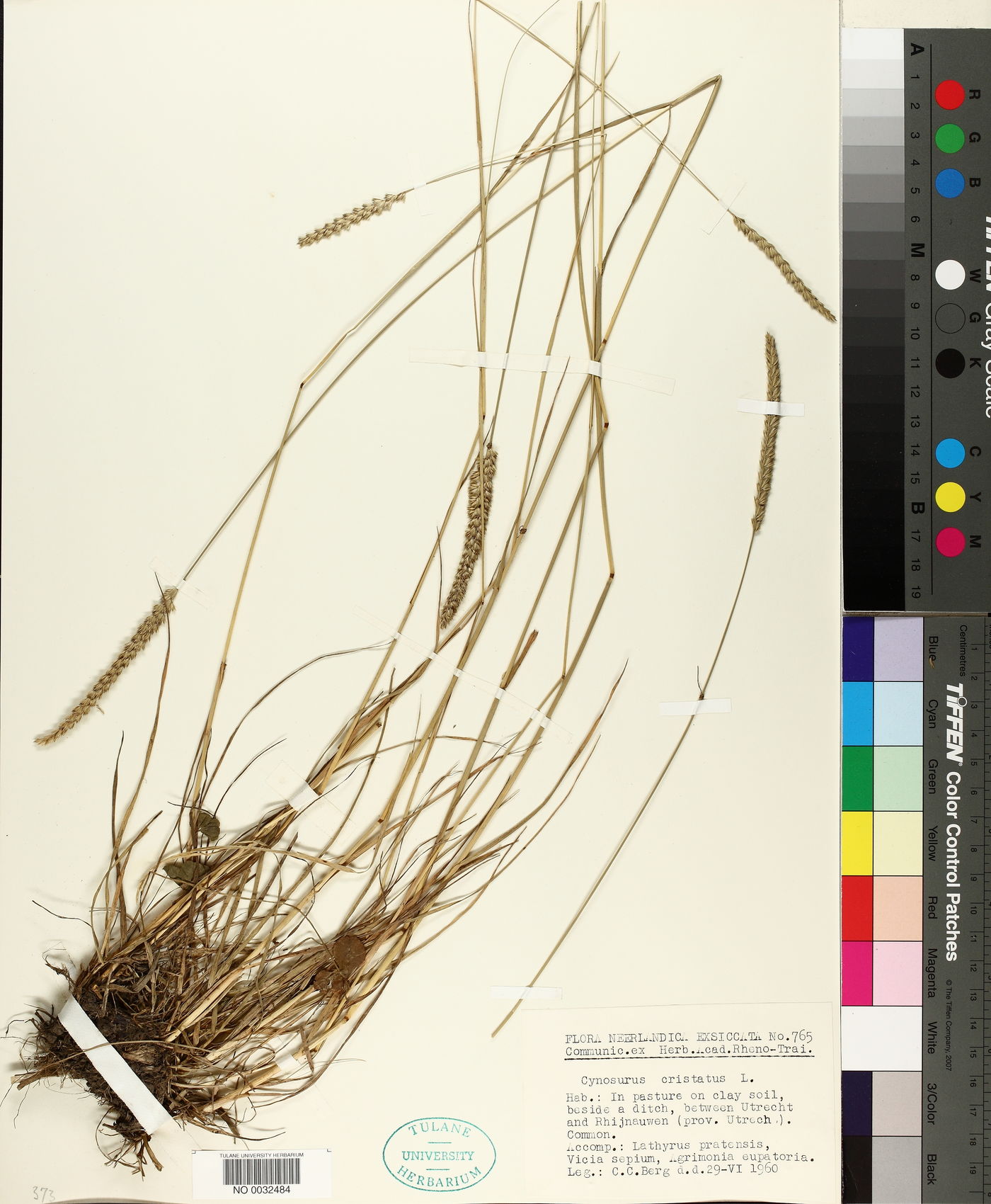 Cynosurus cristatus image