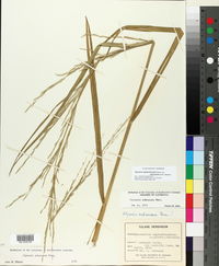 Glyceria septentrionalis var. arkansana image