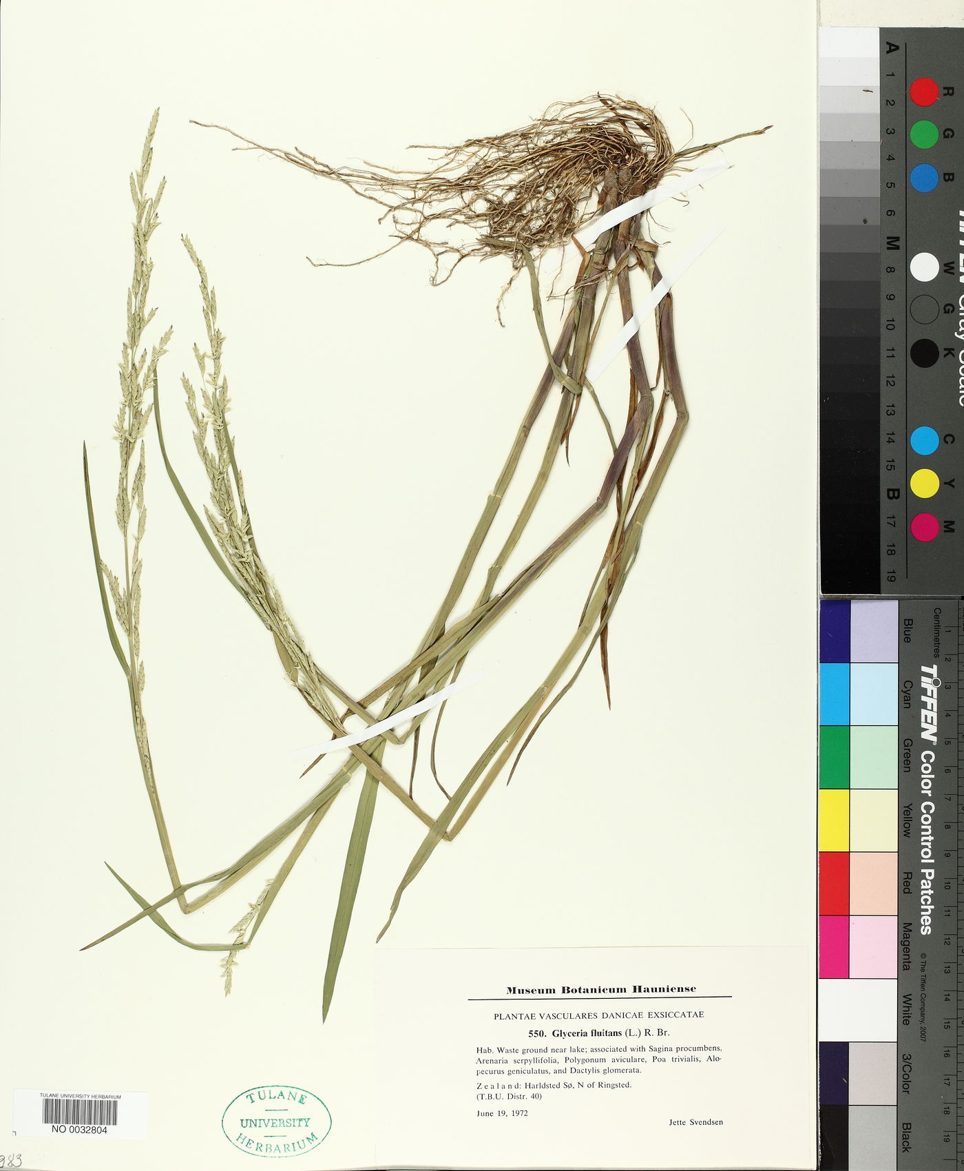 Glyceria fluitans image