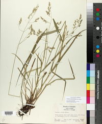 Festuca subverticillata image