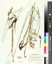 Festuca spectabilis image