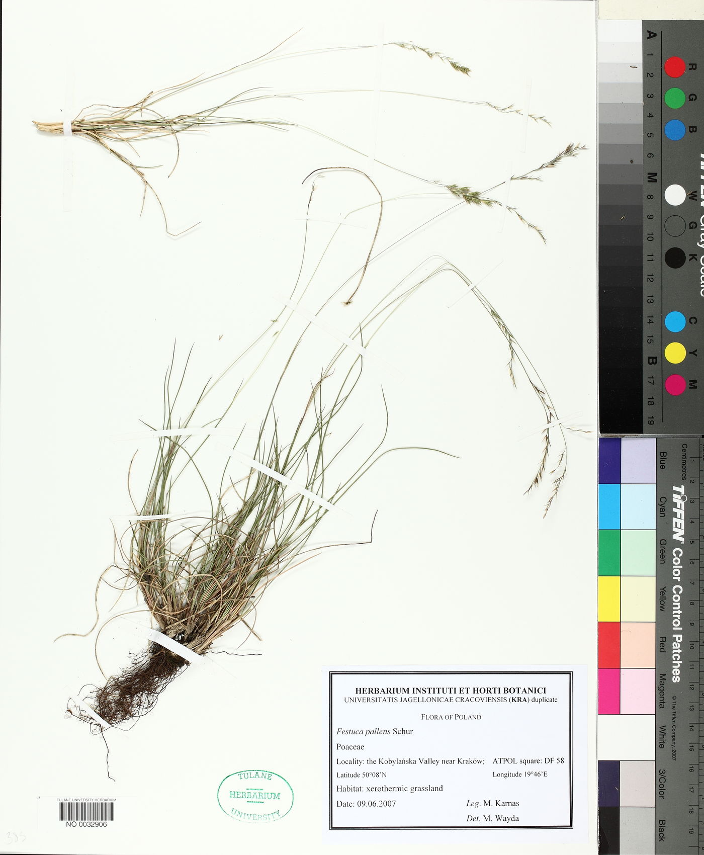 Festuca pallens image