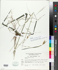 Image of Gouinia longiramea