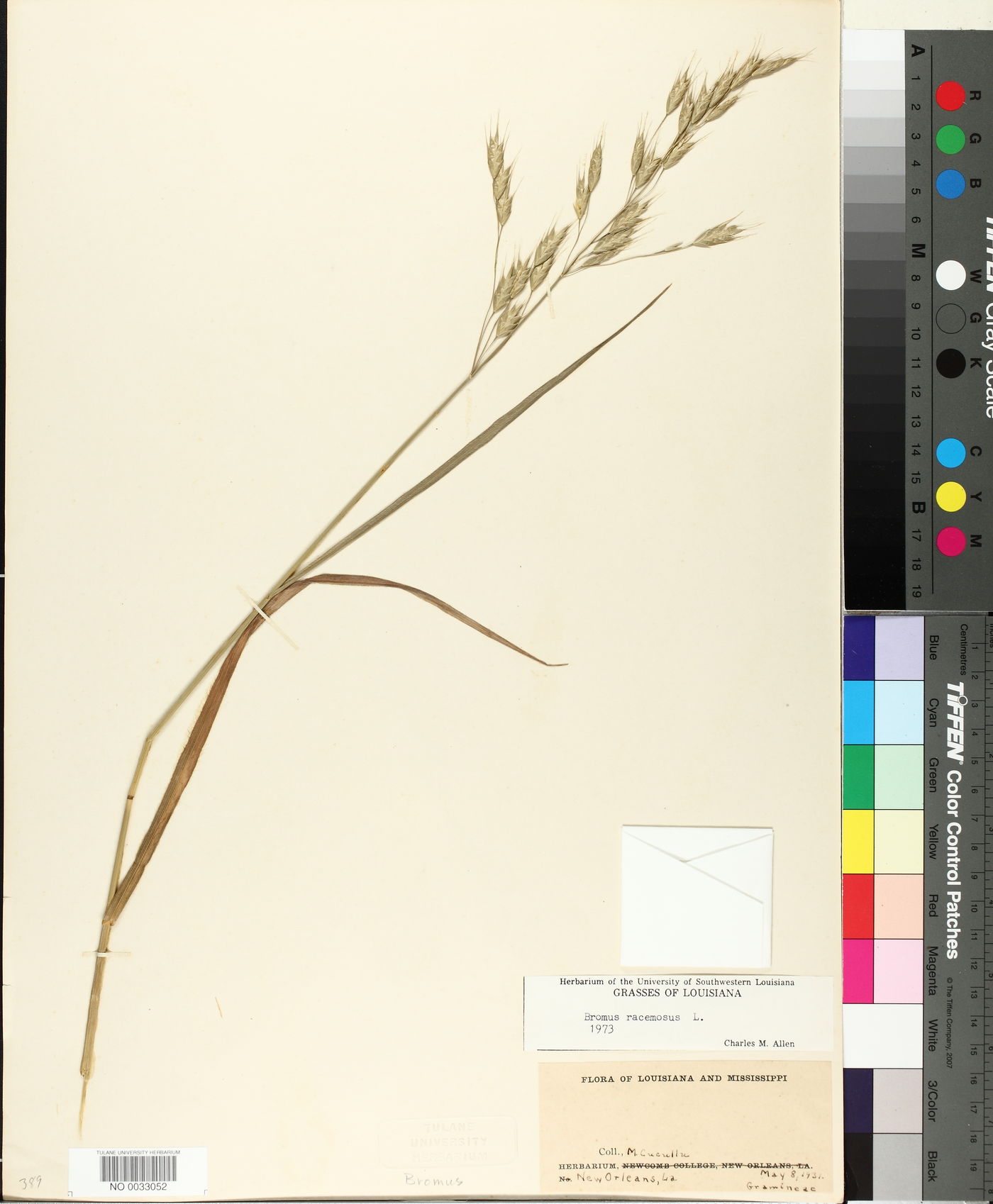 Bromus racemosus image