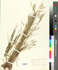 Bromus carinatus image