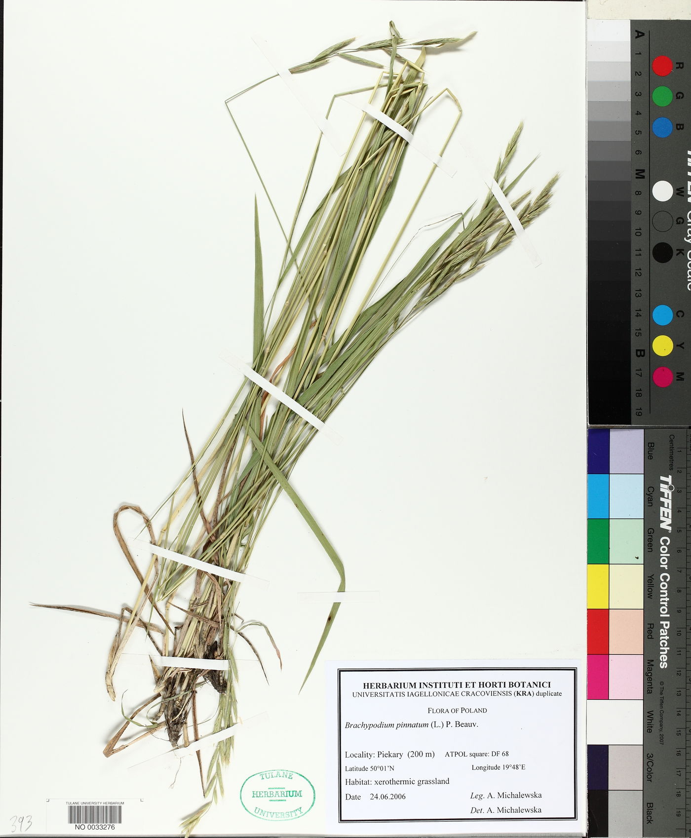 Brachypodium pinnatum image