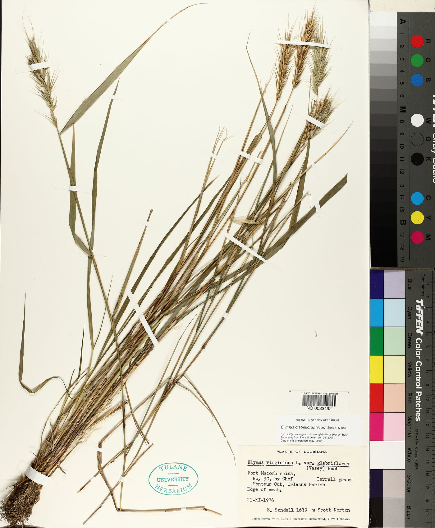 Elymus glabriflorus image