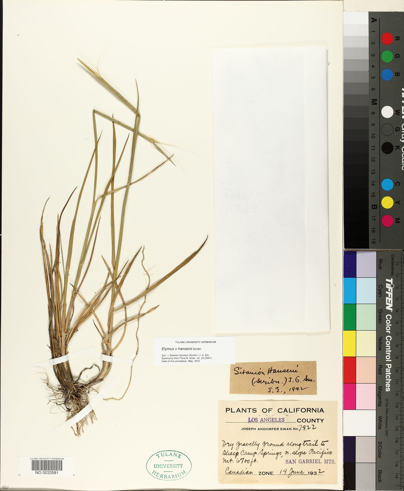 Elymus hansenii image