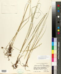 Elymus violaceus image