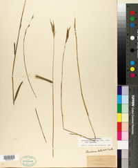 Arundinaria gigantea subsp. gigantea image