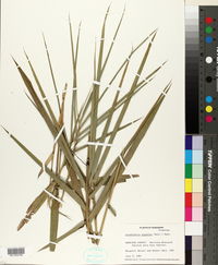 Arundinaria gigantea image