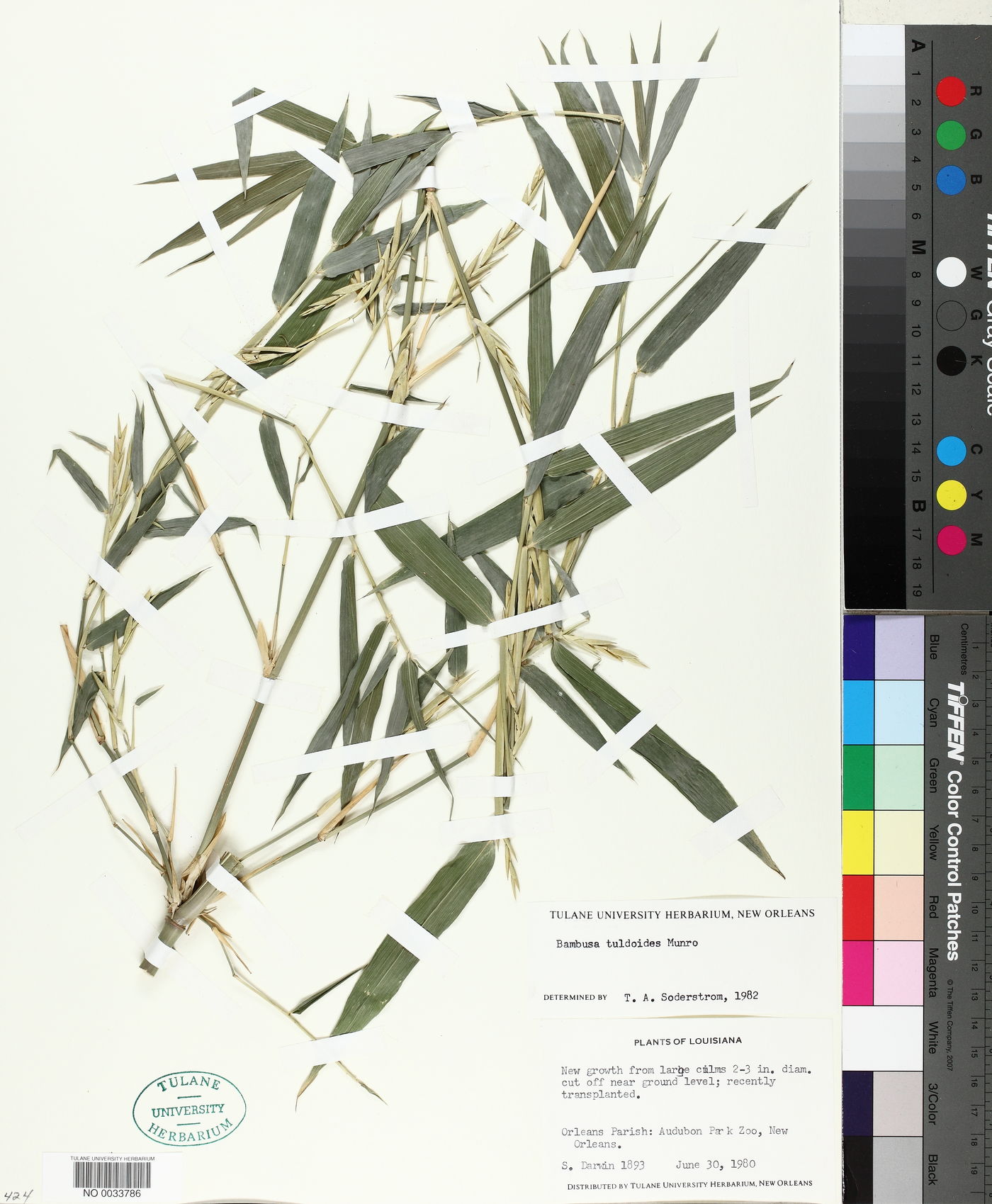 Bambusa tuldoides image