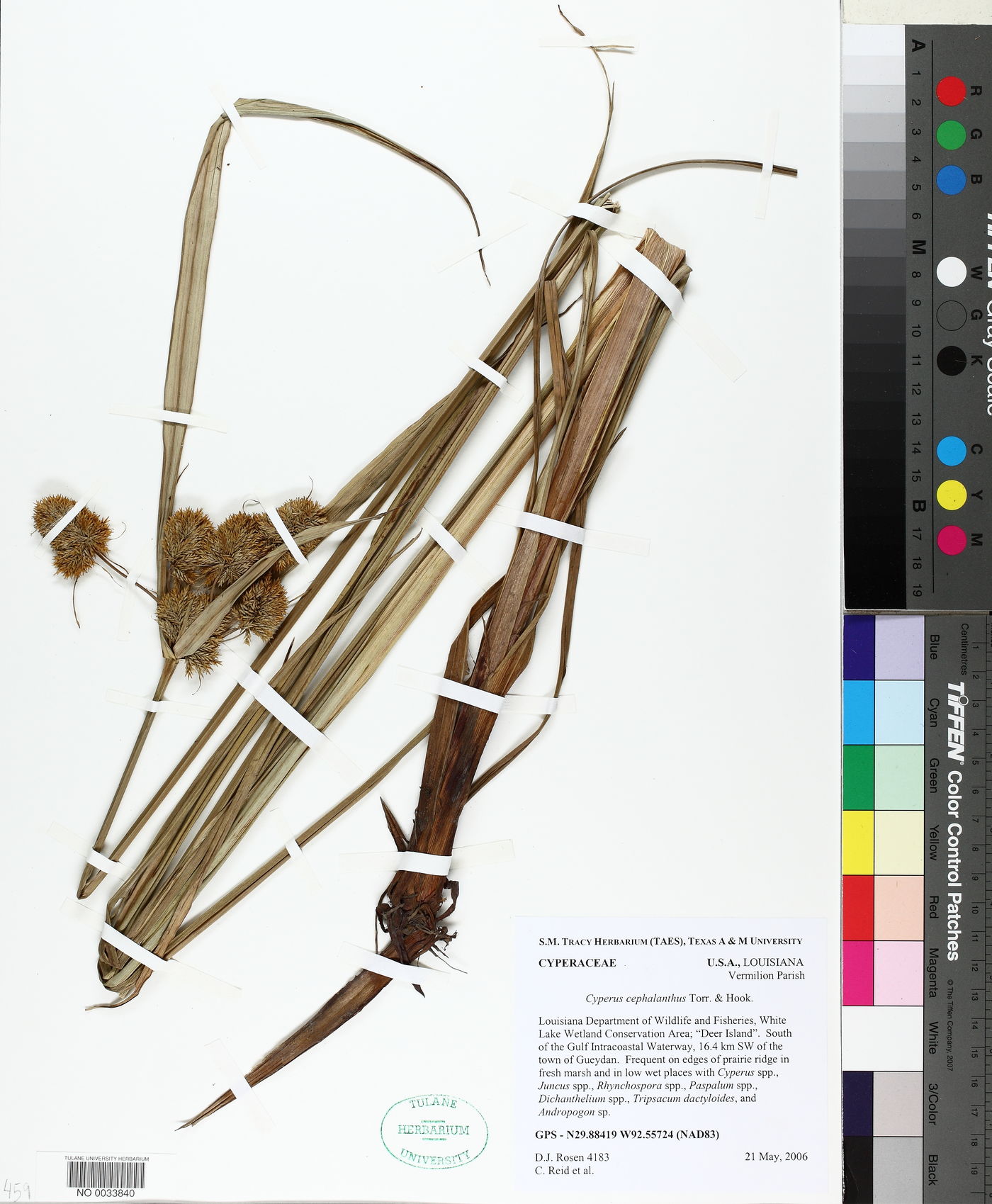 Cyperus cephalanthus image