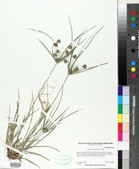 Cyperus croceus image