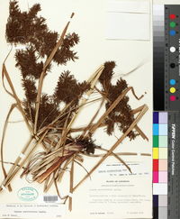 Cyperus erythrorhizos image