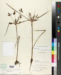 Cyperus iria image