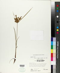 Cyperus iria image