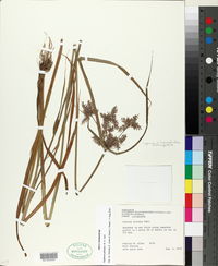 Cyperus pilosus image