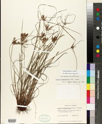 Cyperus thyrsiflorus image